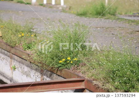 春、畔道に咲いているタンポポ 137593294