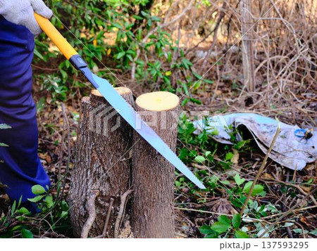Professional gardener cuts branches on a old tree, Professional gardener cuts branches on a old tree, 137593295
