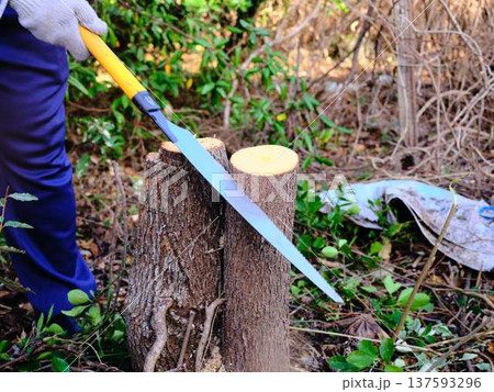 Professional gardener cuts branches on a old tree, 137593296