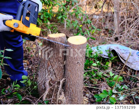 Professional gardener cuts branches on a old tree, 137593299