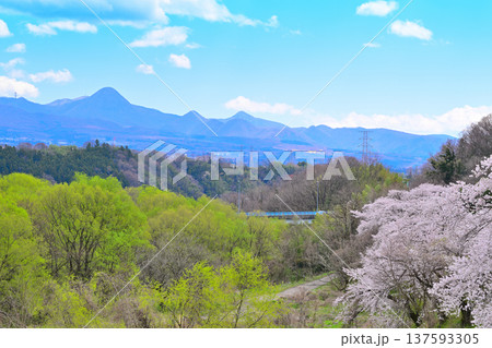 満開の桜　赤城山　利根川地蔵橋付近からの風景　群馬県沼田市　　　　 137593305
