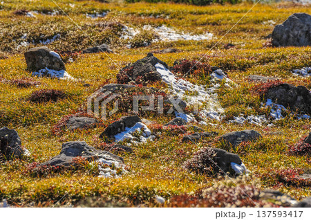 立山　秋の室堂平　草紅葉 137593417