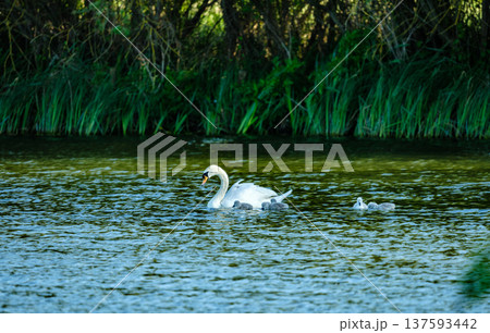Adult swan swimming slowly across calm water accompanied by several young cygnets. The birds move together across the natural water surface while ripples spread around them. Adult swan swimming slowly across calm water accompanied by several young cygnets. The birds move together across the natural water surface while ripples spread around them. 137593442