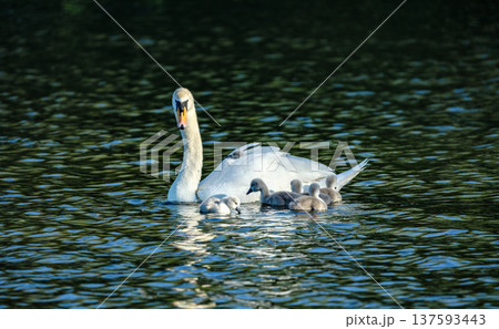 Swan with young cygnets swimming together across calm water in a natural wetland environment. Swan with young cygnets swimming together across calm water in a natural wetland environment. 137593443