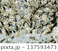 Blooming plum tree 137593473
