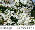White spring blossoms on fruit tree branch 137593474