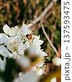 Ladybug on white spring blossom 137593475