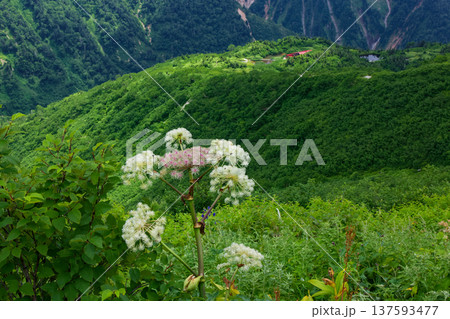 北アルプス・弓折岳稜線のシシウドの花と鏡平 137593477