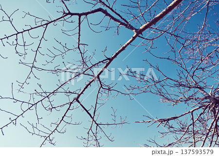 春を待つ桜の木 春を待つ桜の木 137593579