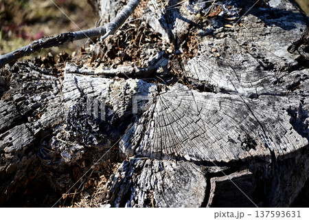 古い切り株 137593631