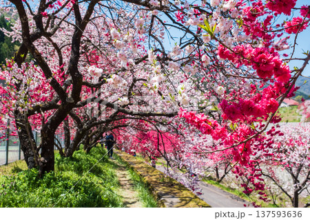 阿智村・花桃の里 137593636