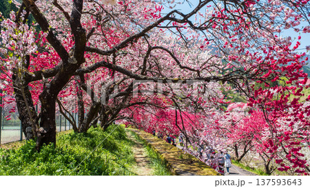 阿智村・花桃の里 137593643