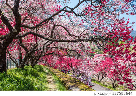 阿智村・花桃の里 137593644
