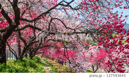 阿智村・花桃の里 137593645