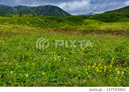 北アルプス・弓折岳稜線の花見平の花畑と双六岳 137593662