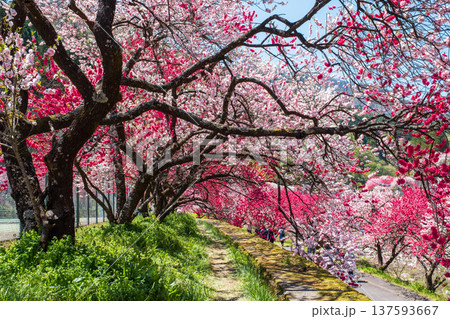 阿智村・花桃の里 137593667