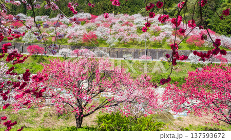 阿智村・花桃の里 阿智村・花桃の里 137593672