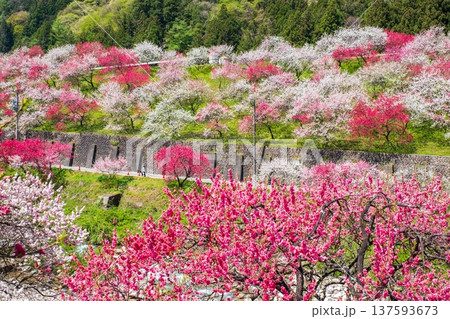 阿智村・花桃の里 阿智村・花桃の里 137593673