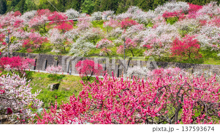 阿智村・花桃の里 137593674