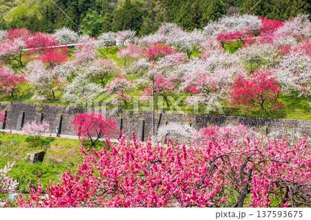 阿智村・花桃の里 阿智村・花桃の里 137593675