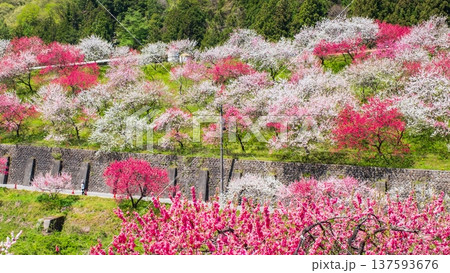 阿智村・花桃の里 阿智村・花桃の里 137593676