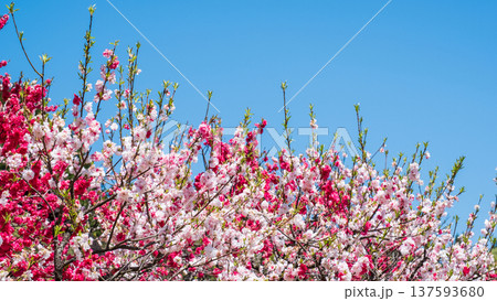 花桃（阿智村・花桃の里にて） 137593680