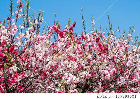 花桃（阿智村・花桃の里にて） 137593681