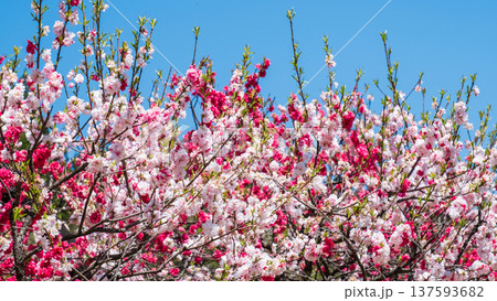 花桃(阿智村・花桃の里にて) 花桃(阿智村・花桃の里にて) 137593682