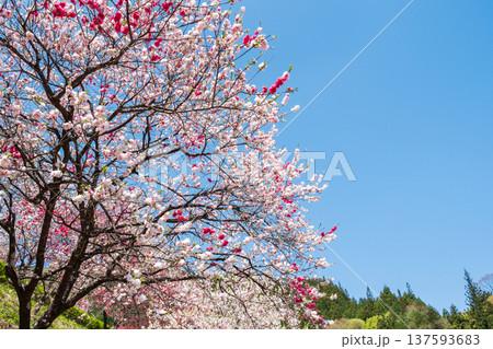 花桃(阿智村・花桃の里にて) 花桃(阿智村・花桃の里にて) 137593683