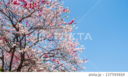 花桃(阿智村・花桃の里にて) 花桃(阿智村・花桃の里にて) 137593684