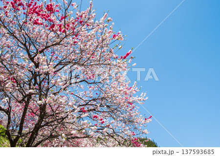 花桃(阿智村・花桃の里にて) 花桃(阿智村・花桃の里にて) 137593685