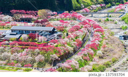阿智村・花桃の里 阿智村・花桃の里 137593704