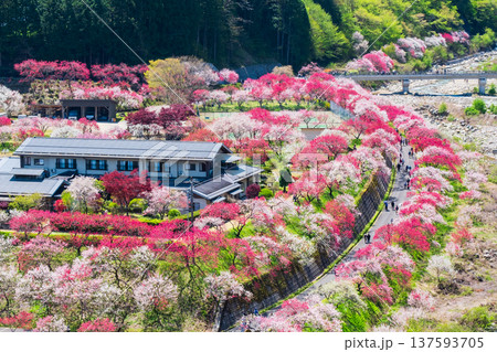 阿智村・花桃の里 137593705