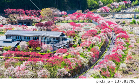 阿智村・花桃の里 阿智村・花桃の里 137593706