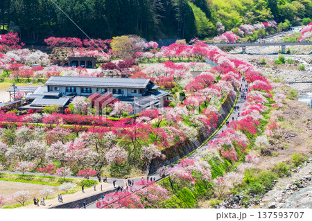 阿智村・花桃の里 137593707