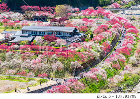 阿智村・花桃の里 137593709