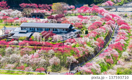 阿智村・花桃の里 137593710