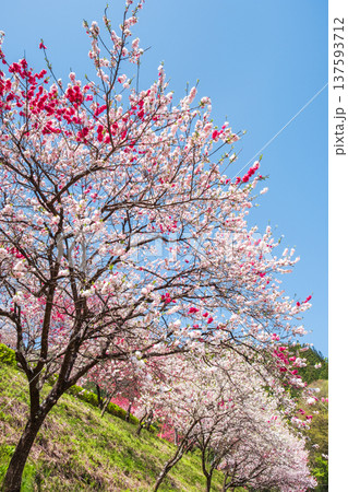 花桃（阿智村・花桃の里にて） 137593712