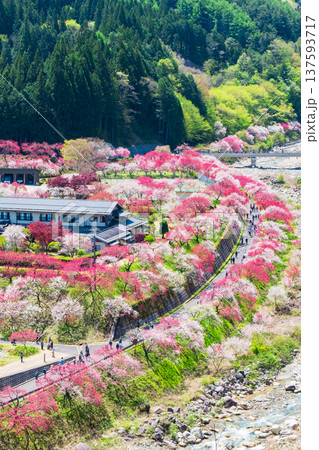 阿智村・花桃の里 137593717