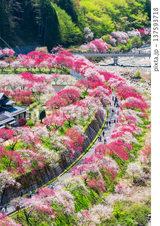 阿智村・花桃の里 阿智村・花桃の里 137593718