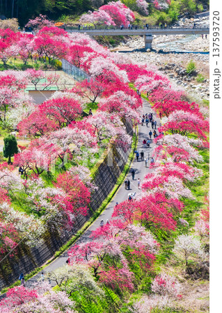 阿智村・花桃の里 137593720