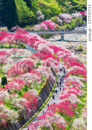 阿智村・花桃の里 137593721