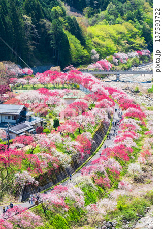 阿智村・花桃の里 阿智村・花桃の里 137593722