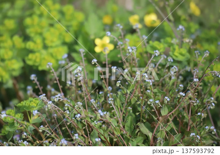 キュウリグサの花 137593792