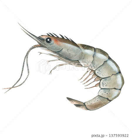 Shrimp (Caridea), a crustacean. Watercolor illustration of raw seafood. Isolated on a white background, hand-drawn. Shrimp (Caridea), a crustacean. Watercolor illustration of raw seafood. Isolated on a white background, hand-drawn. 137593922