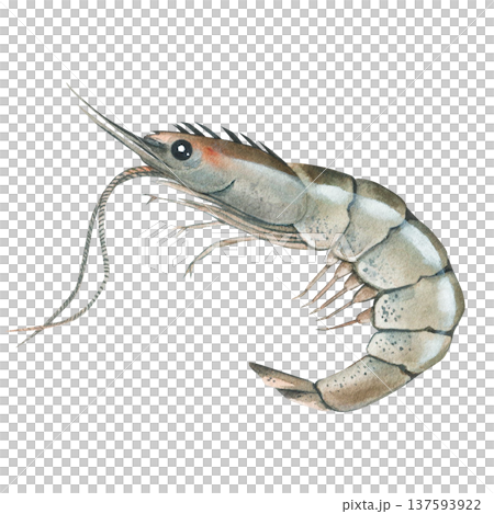 Shrimp (Caridea), a crustacean. Watercolor illustration of raw seafood. Isolated on a white background, hand-drawn. Shrimp (Caridea), a crustacean. Watercolor illustration of raw seafood. Isolated on a white background, hand-drawn. 137593922
