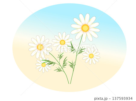 白いカモミールの花 白いカモミールの花 137593934
