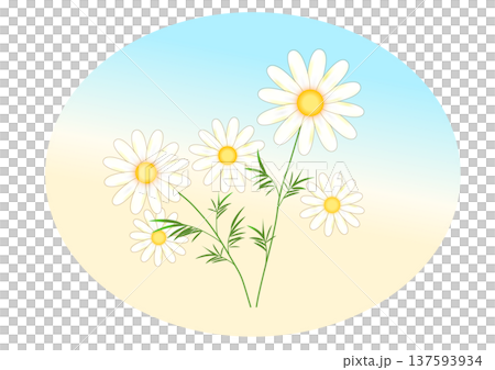 White chamomile flowers White chamomile flowers 137593934