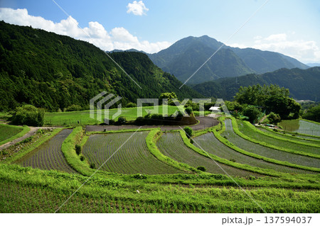 丸山千枚田・一族山　【三重県熊野市紀和町】 137594037