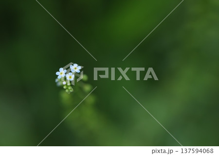 草むらでひっそりと咲く小さなブルーの花 137594068